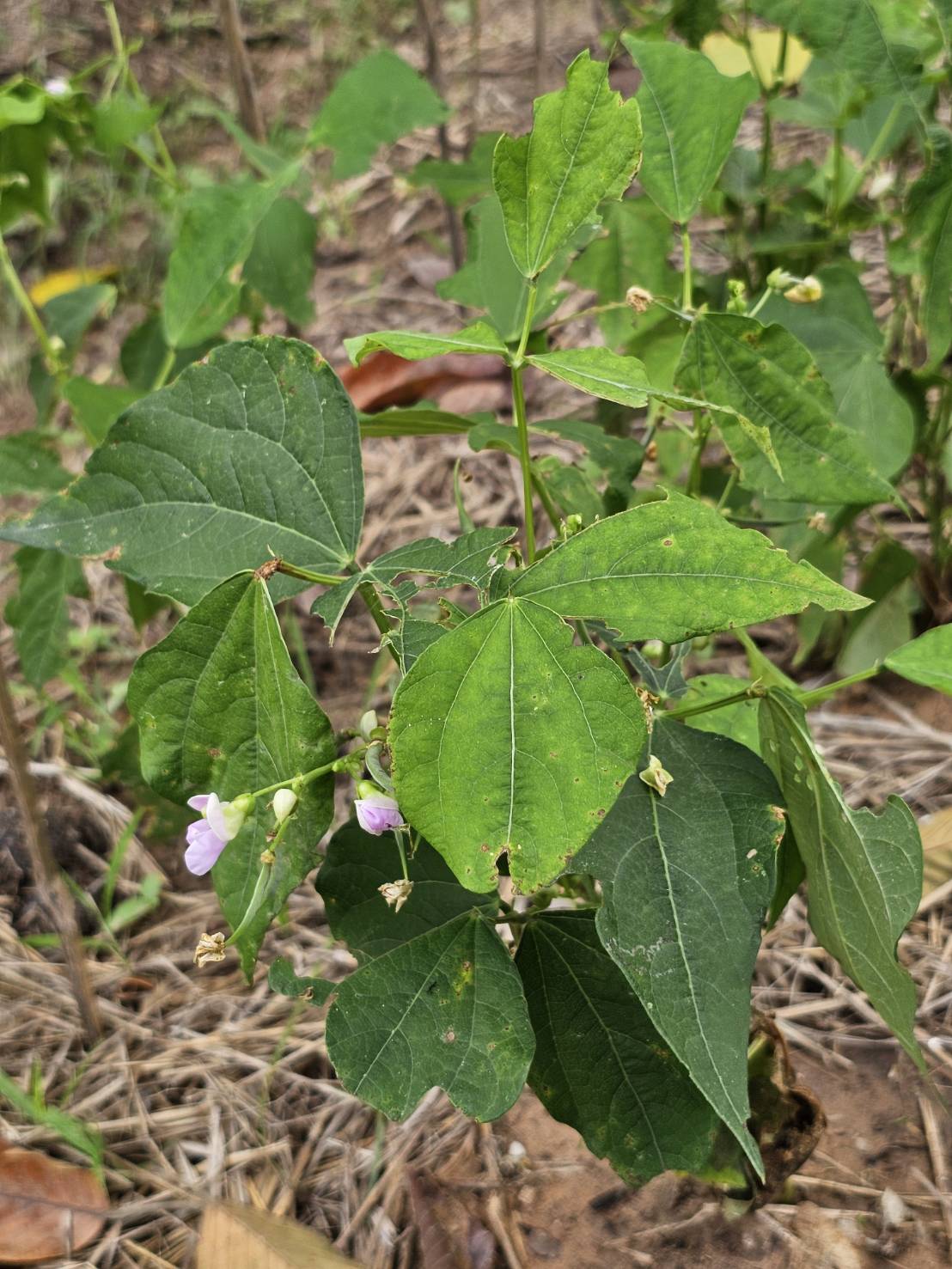 image11